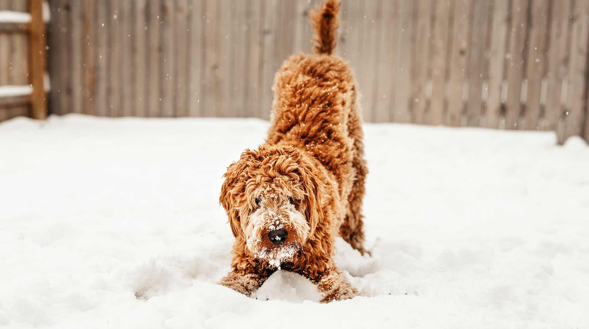A brown dog playing in the snow