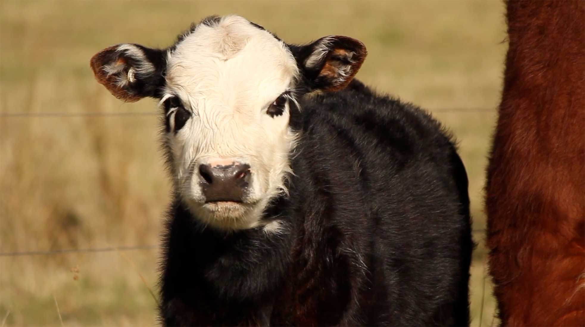 long-german-words-coohl