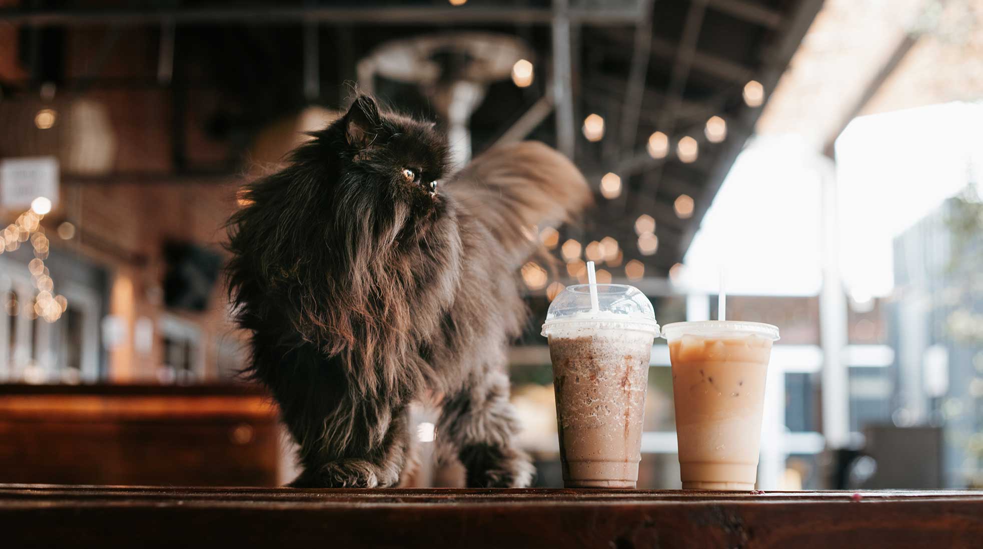 A Persian cat stands at a café table next to a couple of iced coffees.